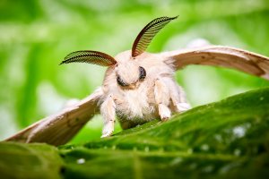 Bourec morušový (Bombyx mori) – Macronatura.es / Shutterstock
