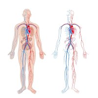 Oběhový systém, hrubé znázornění tepen (červeně) a žil (modře) – Olga Bolbot/Shutterstock
