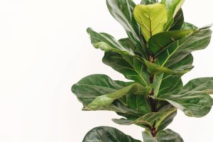 Ficus lyrata – Bogdan Sonjachnyj/Shutterstock
