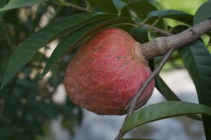 Láhevník trojlaločný (Annona reticulata), plod – jatmika jati / Shutterstock