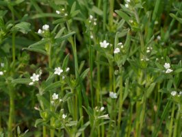 Kamejka rolní (Lithospermum arvense) – Lars Porta/Shutterstock