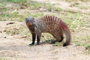 Mangusta žíhaná (Mungos mungo) – Michal Sloviak / Shutterstock