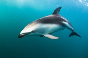 Plískavice tmavá (Lagenorhynchus obscurus) – Joost van Uffelen / Shutterstock