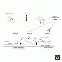 Imunokomplexové onemocnění – CoJeCo.cz (CC BY-SA 4.0)