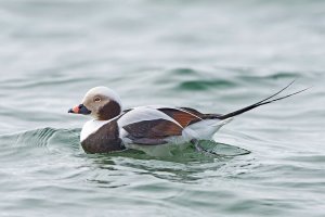 Hoholka lední (Clangula hiemalis) – Dennis Jacobsen / Shutterstock