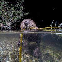 Bobr evropský (Castor fiber) – benny337/Shutterstock