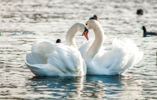 Labuť (Cygnus), pták z řádu vrubozobých  – Dmitry Demkin / Shutterstock