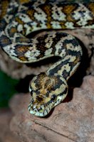 Krajta kobercová (Morelia spiloata) – Photo by David Clode on Unsplash