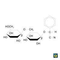 Amygdalin – CoJeCo.cz (CC BY-SA 4.0)