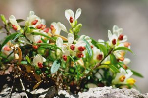 Zimostrázek alpský (Polygala chamaebuxus) – Gherzak/Shutterstock