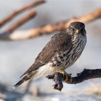 Dřemlík tundrový – Randy G. Lubischer / Shutterstock