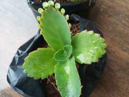 Adventivní pupeny, kalanchoe – tantiants / Shutterstock