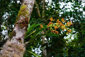 Epifytická divoká orchidej Grammangis ellisiiof, deštný prales východního Madagaskaru – MyTravelCurator / Shutterstock