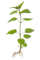 Kopřiva dvoudomá – Tompet/Shutterstock