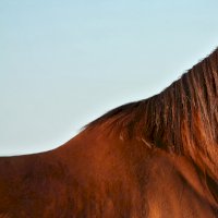 Kohoutek koně – Au_Cr/Shutterstock