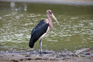 Čáp marabu (Leptoptilos crumeniferus) – Chanawat Phadwichit / Shutterstock