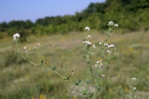 Bílojetel bylinný (Dorycnium herbaceum) – Vankich1/Shutterstock
