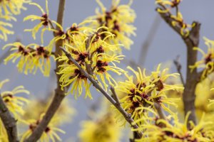 Žlutě kvetoucí vilín prostřední (Hamamelis intermedia) – Iva Vagnerova / Shutterstock