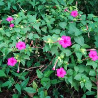 Jalapa počistivá (Exogonium purga, Imomoea purga) – Angga Gautama / Shutterstock