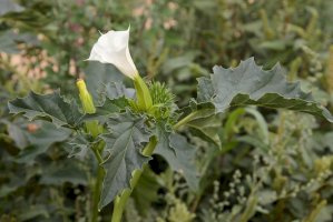 Durman obecný (Datura stramonium) – LFRabanedo/Shutterstock