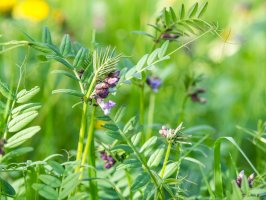 Vikev plotní (Vicia sepium) – mcajan/Shutterstock