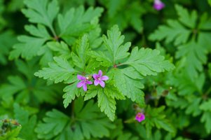Pumpava slézovitá (Erodium malacoides) – mimohe / Shutterstock