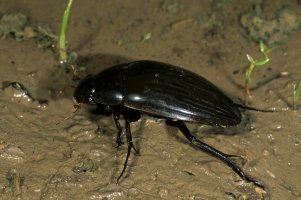 Vodomil černý (Hydrous piceus) – image BROKER.com / Shutterstock