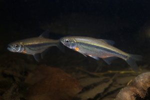 Ouklejka pruhovaná (Alburnoides bipunctatus) – Rostislav Stefanek / Shutterstock