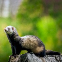 Fretka (Putorius furo) – jurra8/Shutterstock