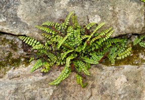 Sleziník červený (Asplenium trichomanes) – Matauw/Shutterstock