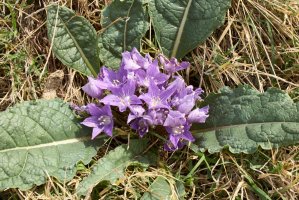 Mandragora podzimní (Mandragora autumnalis) – simona pavan / Shutterstock