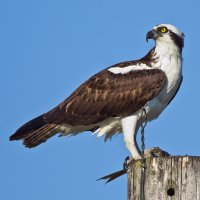Orlovec říční – Peter Schwarz / Shutterstock