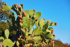 Opuncie s plody – Ekaterina Pokrovsky / Shutterstock