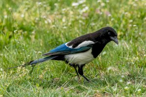 Straka obecná (Pica pica) – Photo by Zdeněk Macháček on Unsplash
