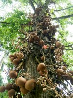 Juvie ztepilá (Bertholletia excelsa) – DESIGNFACTS/Shutterstock