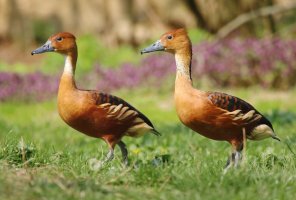 Husička dvoubarvá (Dendrocygna bicolor) – Miroslav Hlavko / Shutterstock