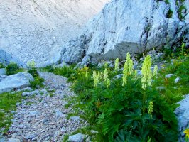 Oměj vlčí mor (Aconitum lycoctonum) – kato08/Shutterstock