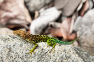 Anolis mramorovaný (Anolis mramoratus) – JuShoot / Shutterstock