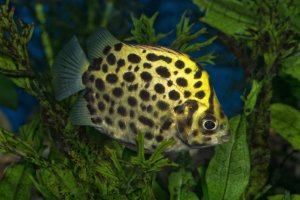 Kaložrout skvrnitý (Scatophagus argus) – NERYXCOM / Shutterstock