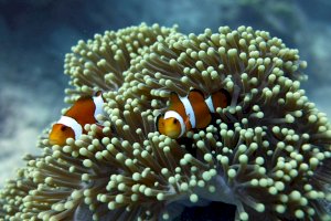 Klaun očkatý (Amphiprion ocellaris) – Photo by karen kayser on Unsplash