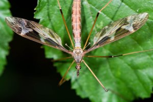 Dobře patrná kyvadélka, vyrůstající z těla za křídly, tiplice obrovská (Tipula maxima) – IanRedding / Shutterstock