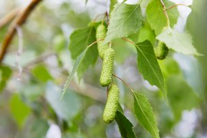 Bříza bělokorá (Betula pendula) – krolya25/Shutterstock
