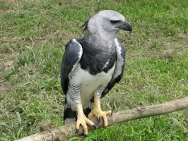 Harpyje zhoubná (Harpia harpyja) – guentermanaus / Shutterstock