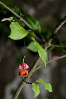 Brslen bradavičnatý (Euonymus verrucosa) – Habitus/Shutterstock