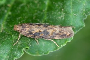 Makadlovka řepná (Scrobipalpa ocellatella) – Tomasz Klejdysz / Shutterstock