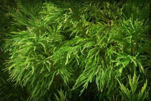 Kryptomérie japonská (Cryptomeria japonica) – Claudio Francisco / Shutterstock