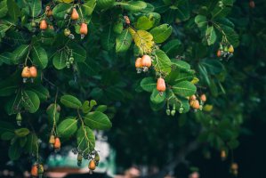Ledvinovník (Anacardium occidentale) – David Bokuchava / Shutterstock