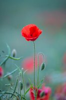 Mák vlčí (Papaver rhoeas) – Photo by Diana Parkhouse on Unsplash