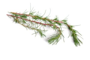 Bytel rozprostřený (Kochia prostrata) – spline_x/Shutterstock