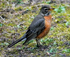 Drozd stěhovavý (Turdus migratorius) – akslocum Shutterstock